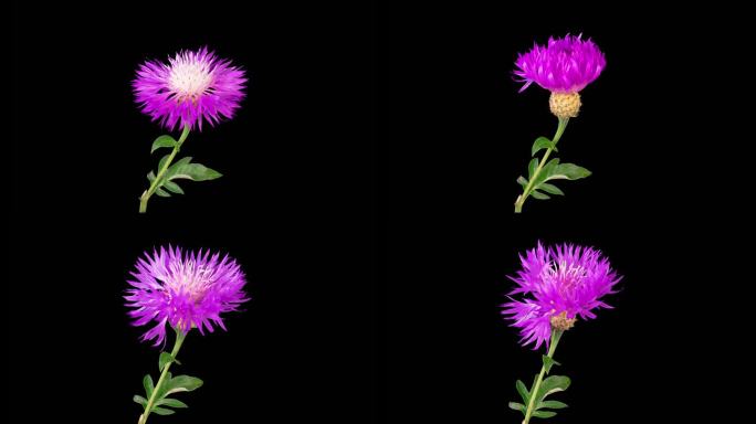 花的时间流逝波斯矢车菊的紫色花