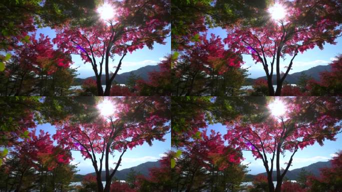 枫叶丛中的川口湖和富士山