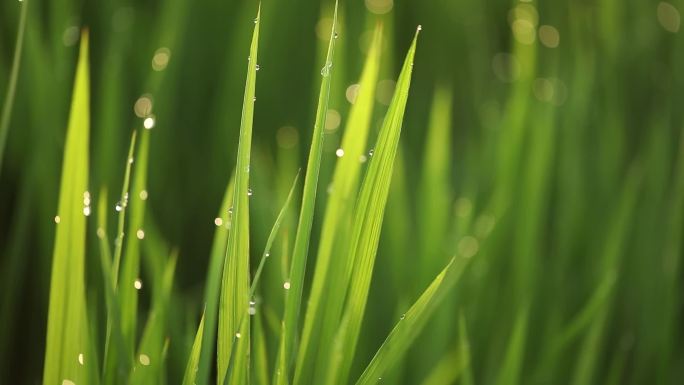 清晨水稻有露水高清原素材无剪切