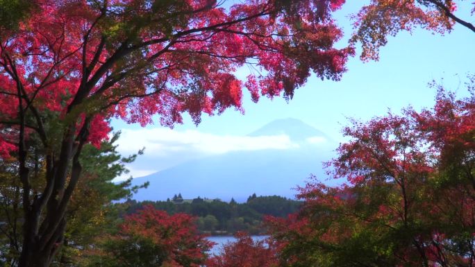 透过秋叶看到的富士山和川口湖