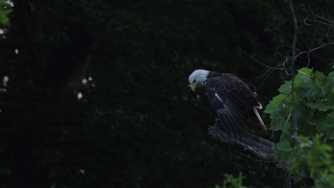 狩猎秃鹰，弗吉尼亚州