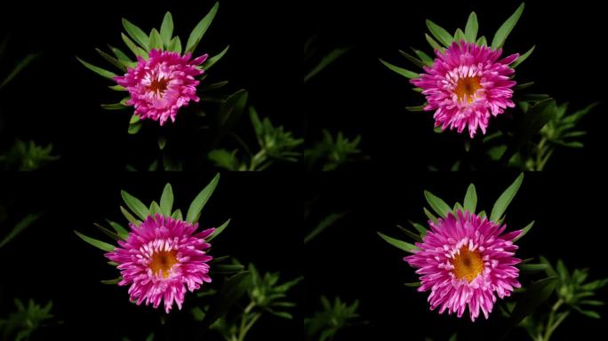 粉色雏菊从蓓蕾到盛开的时间流逝。夏季雏菊盛开孤立的黑色背景，4k视频工作室拍摄近距离观看。