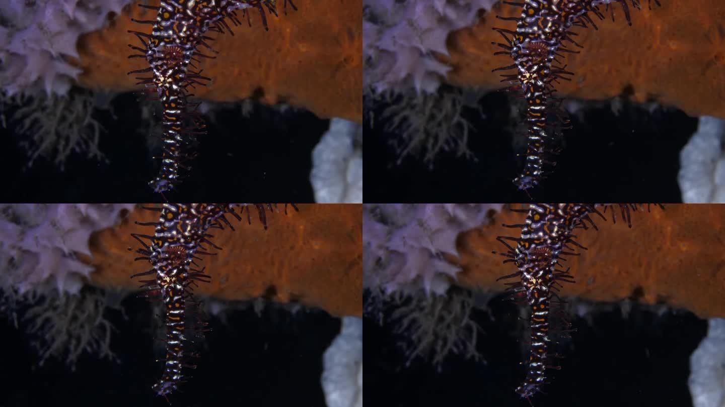 一种长相奇特的珊瑚鱼——小丑鬼管鱼(Solenostomus paradoxus)