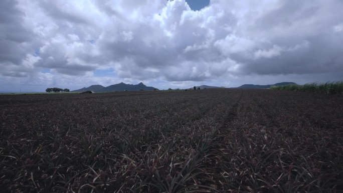 种植园里的小菠萝果实