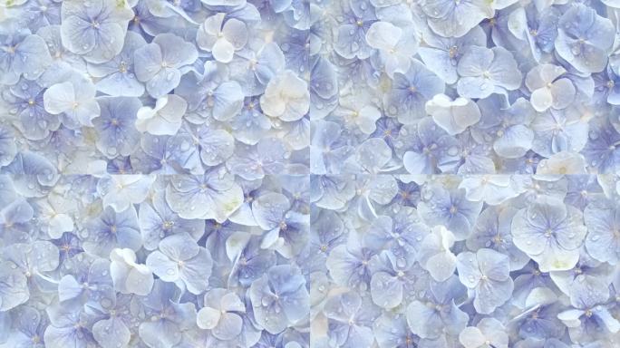 美丽的蓝色绣球花在白色的旋转桌上。提取，芳香精油。节日背景，情人节概念。