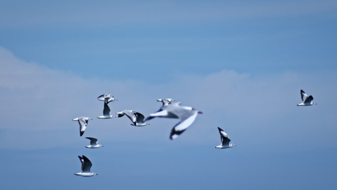 海鸥一群只海鸥从水面起飞海鸥展翅飞翔