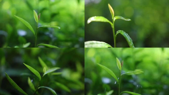 雨天茶园茶叶