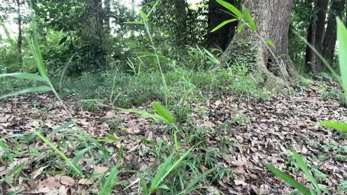 优雅的摇摆:植物和植被的慢动作镜头轻轻地在微风中挥舞，拥抱大自然的宁静的节奏-一个迷人的股票视频