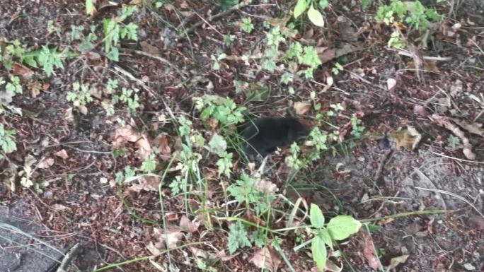 小黑鼹鼠在自然栖息地的土丘上抓土