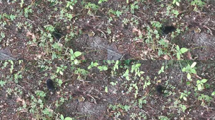 小黑鼹鼠在自然栖息地的土丘上抓土