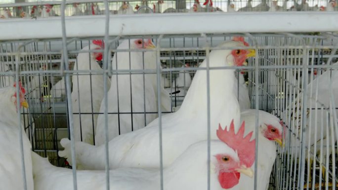 家禽养殖场工厂鸡舍里的白鸡