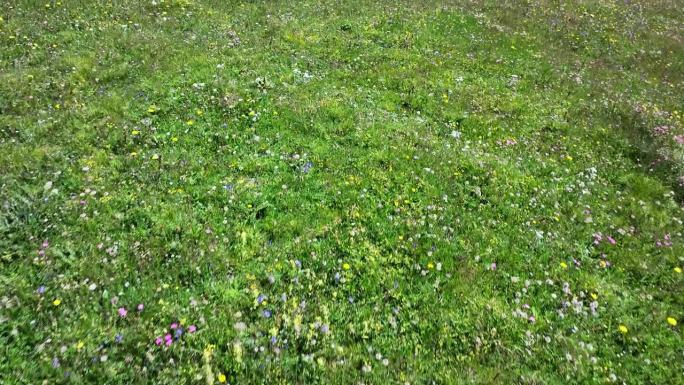 在梅尔肯图尔国家公园，无人机飞过开花的草地