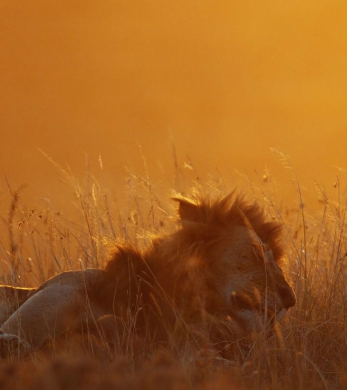 日出时狮子的慢动作