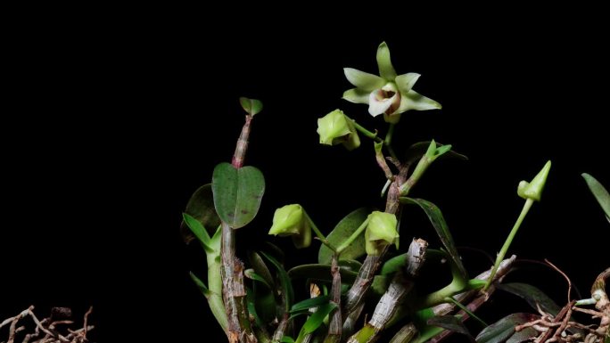 木村美古石斛花在黑色背景上从花苞到盛开的时间流逝，中药石斛，4k视频工作室近距离拍摄。