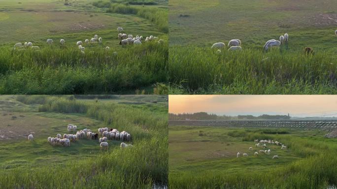 羊群吃草湿地 山羊绵羊