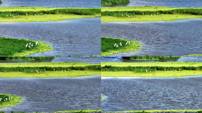 鸟瞰美丽的潟湖景观，白鹭苍鹭鸟群