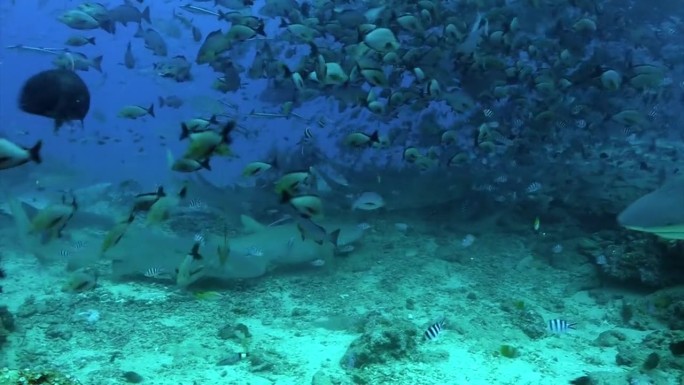 汤加海底鱼群中的鲨鱼群。