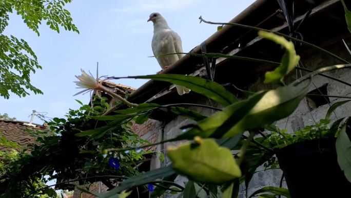 白鸽站在圆木上——在花园的院子里