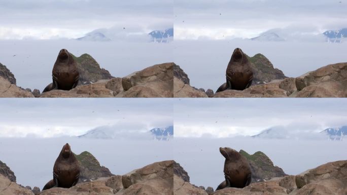 鄂霍次克海海岸边的岩石上，雌耳海豹带着幼崽。