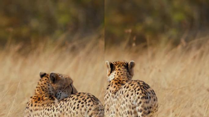 慢镜头非洲猎豹在野生动物保护区的草原上行走