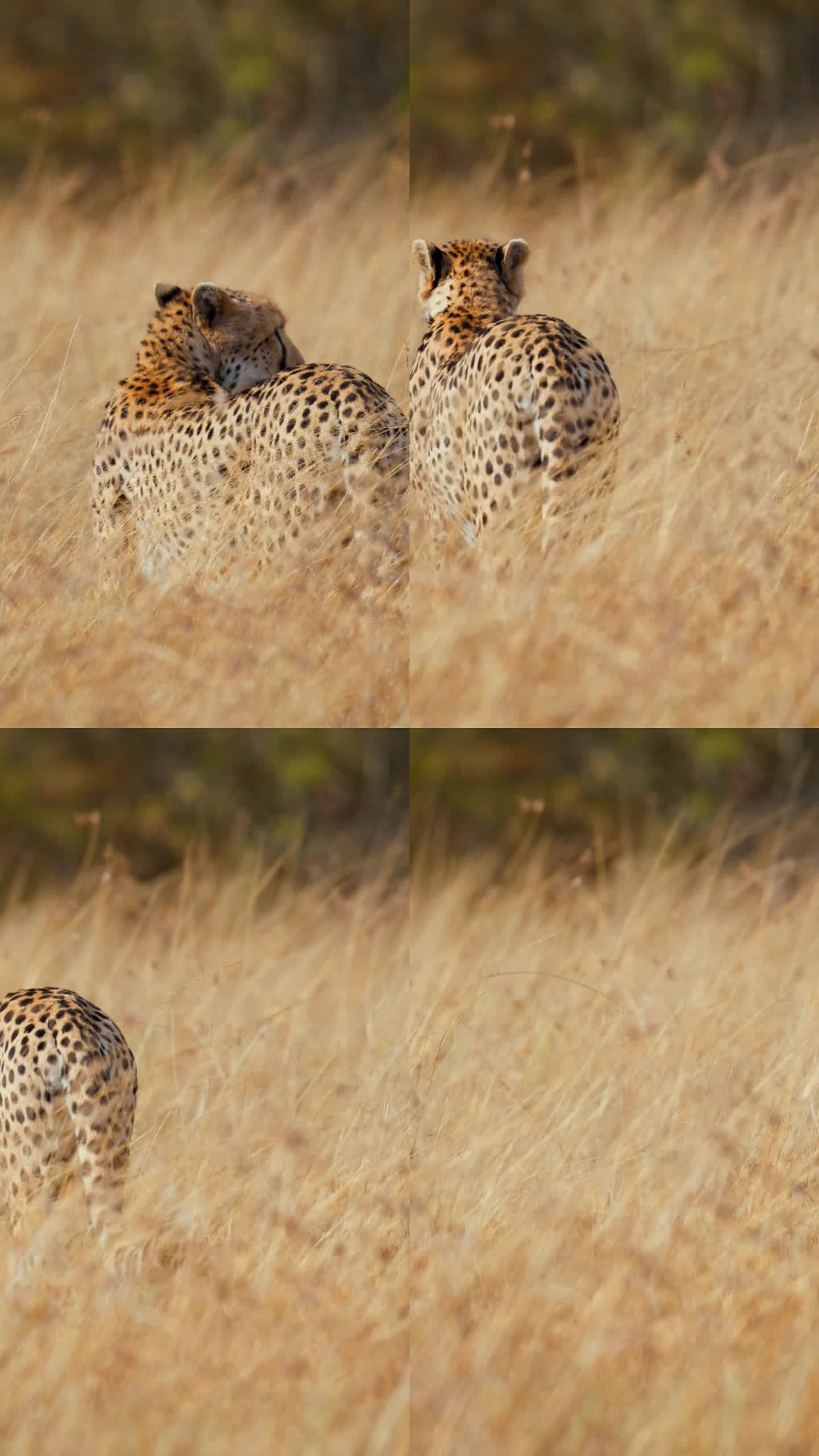 慢镜头非洲猎豹在野生动物保护区的草原上行走