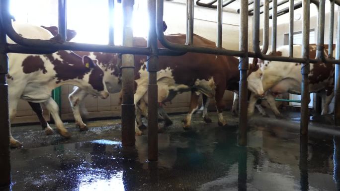 奶牛离开奶牛场挤奶机的工业生产线。乳酸菌生产厂的奶牛。农业经营和畜牧业的概念。慢动作