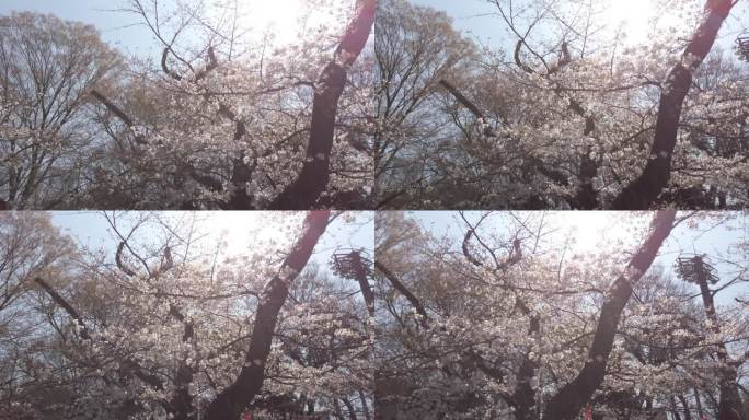 4K平移。樱花树