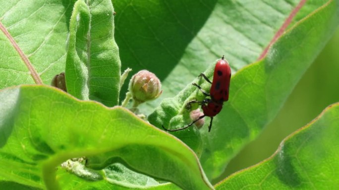 红乳草甲虫