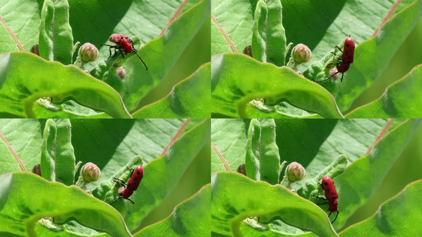 红乳草甲虫
