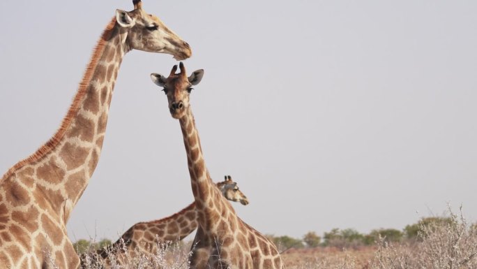 纳米比亚自然公园里，一群安哥拉长颈鹿在咀嚼电话骨头以摄取矿物质