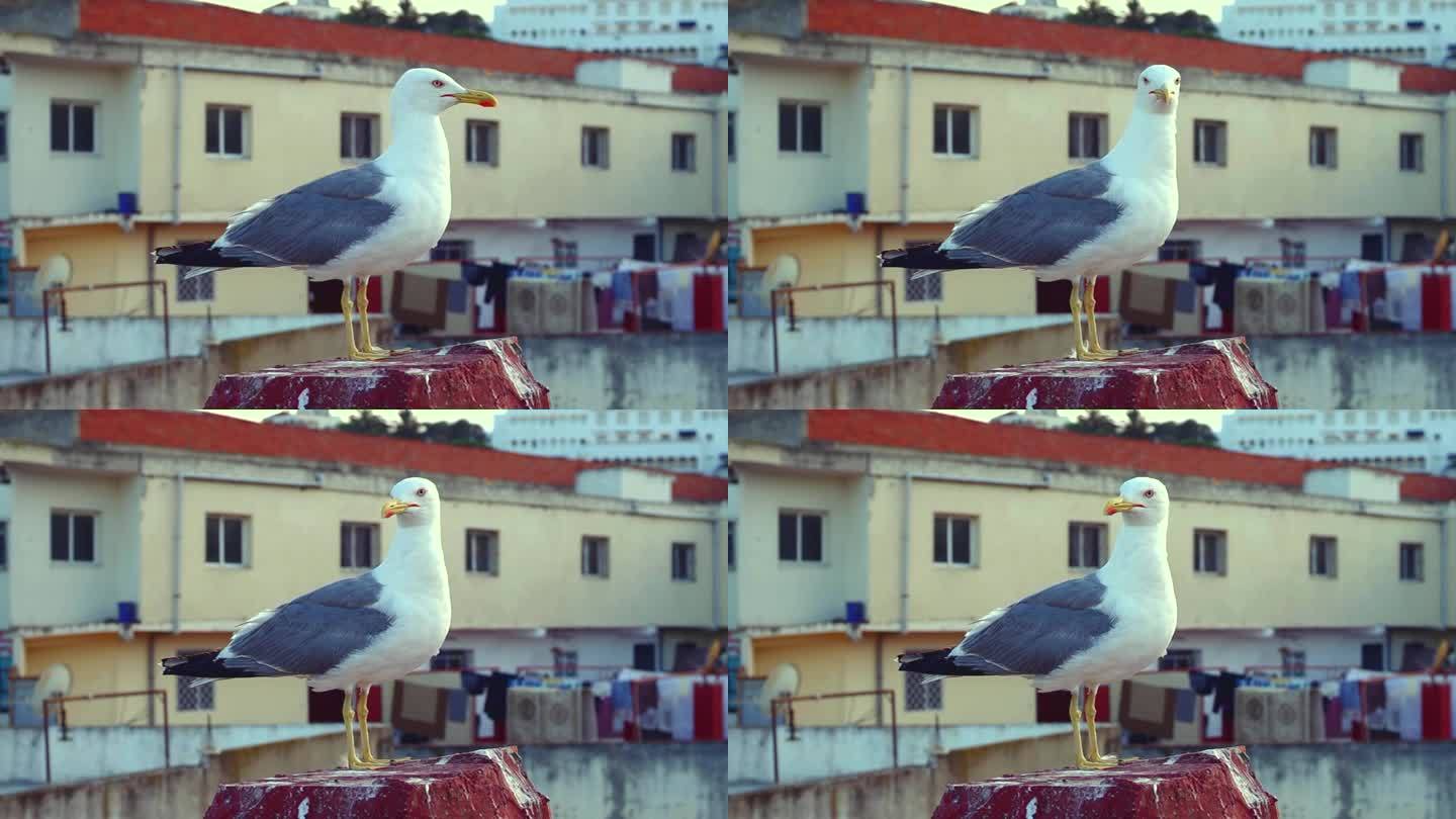 一只灰海鸥站在屋顶阳台的窗台上，从一边转到另一边。与此同时，他悄悄地尖叫起来。不怕人。物种和平共处的
