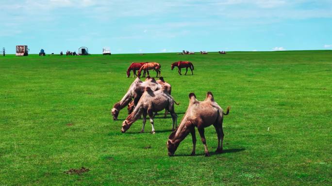 4K草原上吃草的骆驼