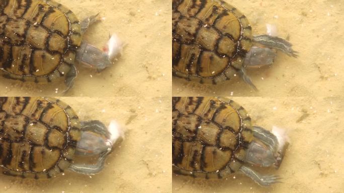 一种饥饿的、掠食性的野生爬行动物在水中进食。红耳龟