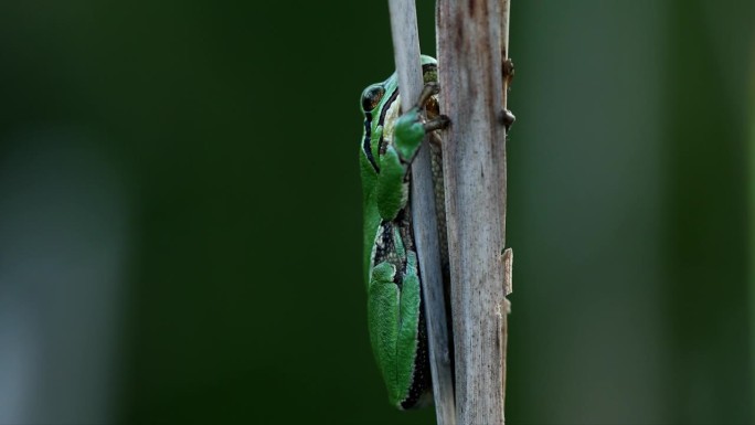 繁殖季节，欧洲树蛙(Hyla arborea)雌蛙坐在干香蒲茎上等待雄蛙。野生动物微距镜头与绿色米色