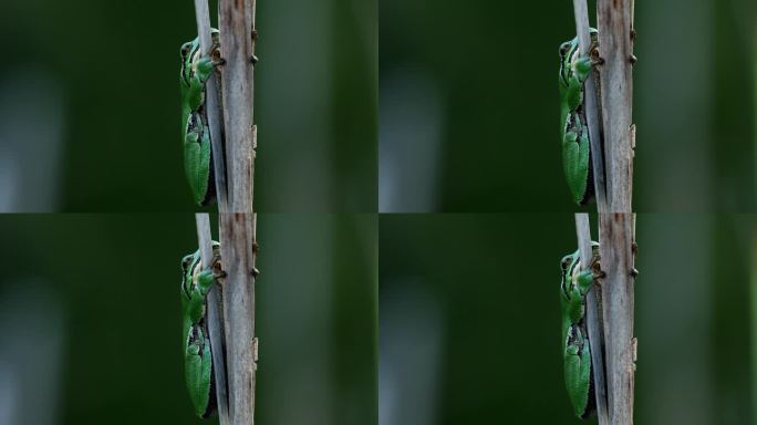 繁殖季节，欧洲树蛙(Hyla arborea)雌蛙坐在干香蒲茎上等待雄蛙。野生动物微距镜头与绿色米色