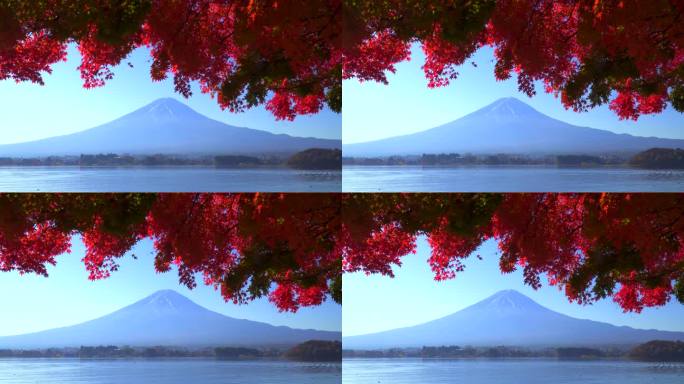 川口湖畔的深红枫叶和富士山