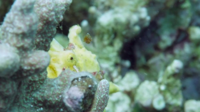 一条黄色的青蛙鱼或琵琶鱼正在水下漂浮