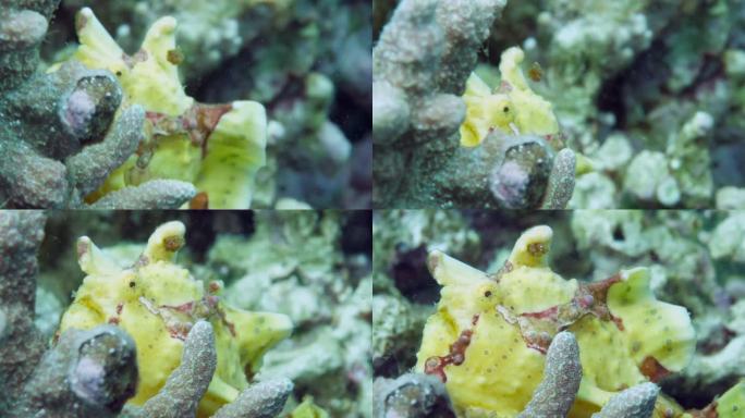 一条黄色的青蛙鱼或琵琶鱼正在水下漂浮