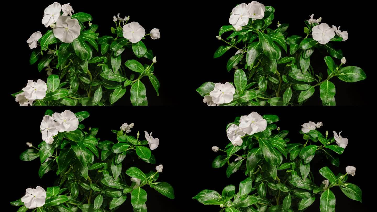 白色花Catharanthus在黑色背景上的延时绽放。常绿室内盆栽植物。长春花作为观赏和药用园林植物