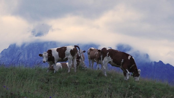 瑞士山上的牛瑞士山上的牛奶牛