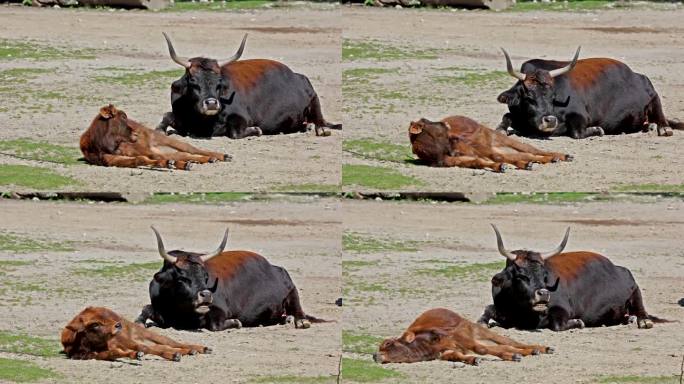 原牛科，原牛科，一种家养的高原牛