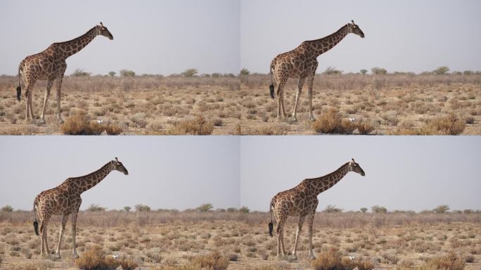在纳米比亚自然公园狩猎途中发现的长颈鹿