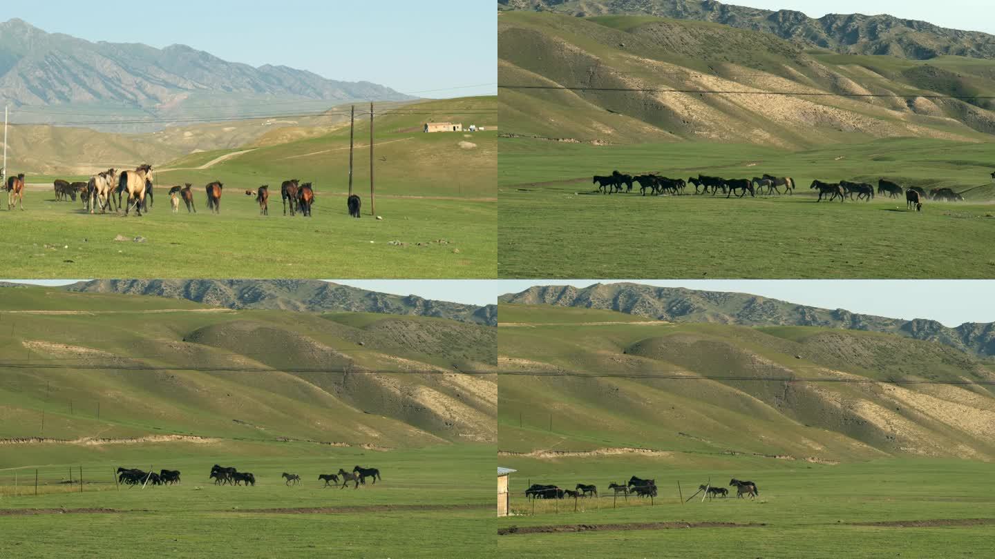 草原上马奔跑高原藏族放牧