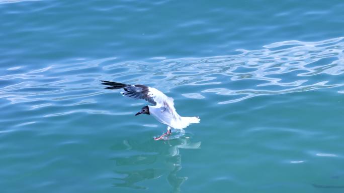 海鸥 飞翔 青海湖 湖面