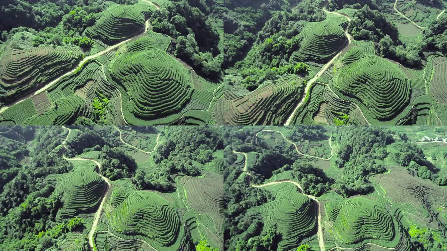 四川名山县大地指纹茶园航拍素材