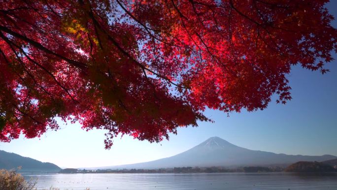 清晨在川口湖观赏富士山的秋叶