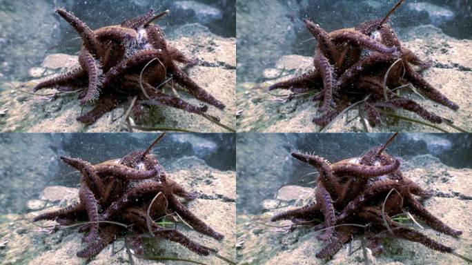 近景:一群海星在日本海底吃海胆。