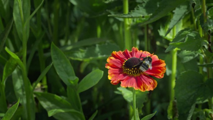 黄色尾巴的大黄蜂在一朵红色的花上