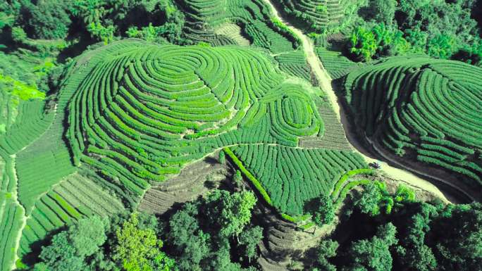 四川名山县大地指纹茶园航拍素材