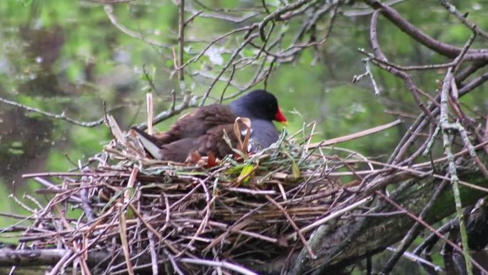 在湿地的花园池塘中与雏鸟和白骨顶雏鸟或白骨顶雏鸟在巢中繁殖，在湖边与成年母鸡孵蛋和照顾鸟巢的特写婴儿